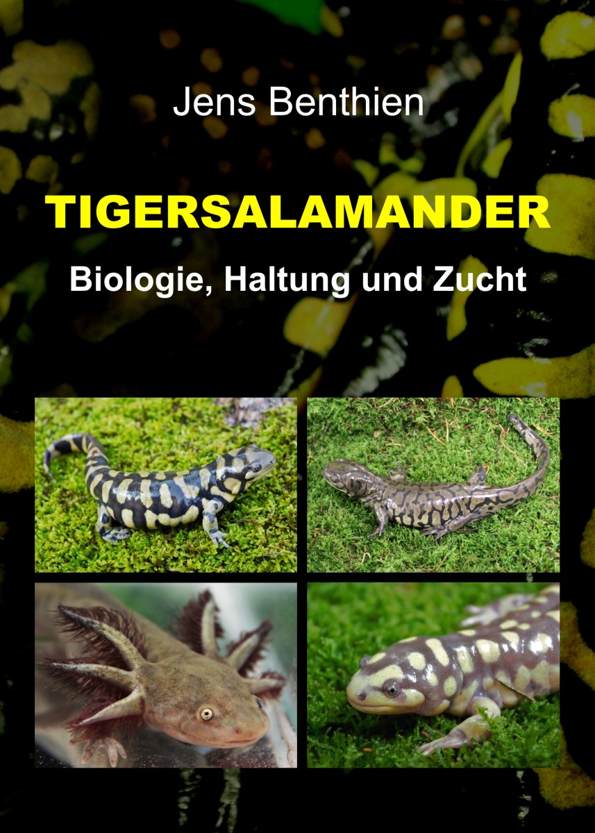 Tigersalamander
